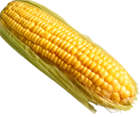 Sweet Corn